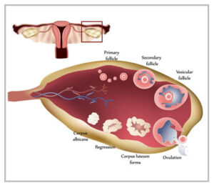 Low AMH Treatment in Mumbai